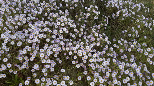 The texture of autumn flowers on in the land