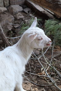 Cute sitting white baby goat sheep background banner panorama