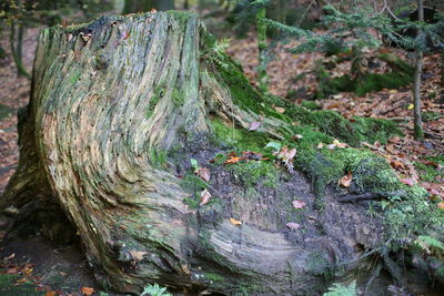 Close-up of moss growing on tree stump in forest