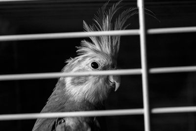 Close-up of bird in cage