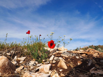 Close-up of red poppy flowers against blue sky