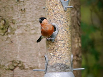 Close-up of bird perching on feeder