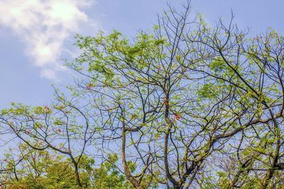 Low angle view of trees against sky