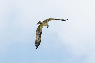 Low angle view of eagle flying in sky