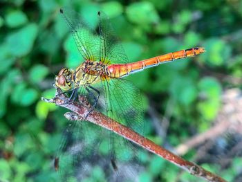 Close-up of dragonfly on plant