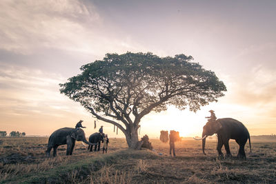 Horses in a field