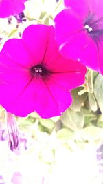 Close-up of pink flowers blooming outdoors