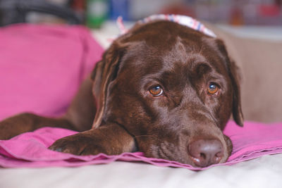 Close-up portrait of dog resting on bed