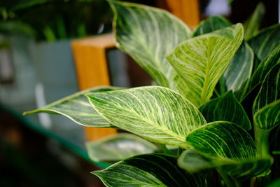 Close-up of leaves