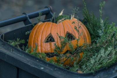 Close-up of pumpkin pumpkins on plant during autumn