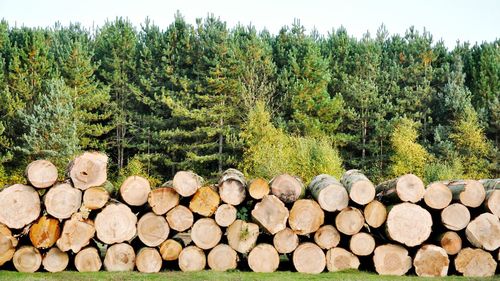 Stack of logs in forest