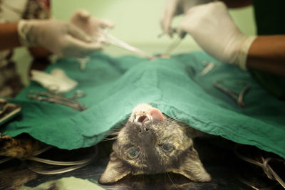 Cat in a veterinary surgery