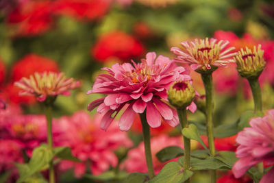 Close-up of pink flowering plants in park