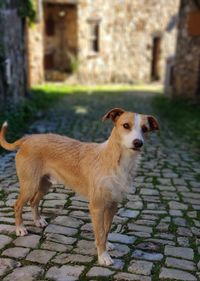 Portrait of dog standing on footpath