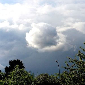 Low angle view of trees against sky