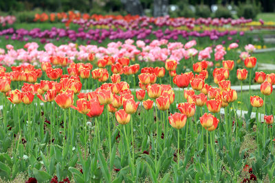 Close-up of red tulip flowers on field