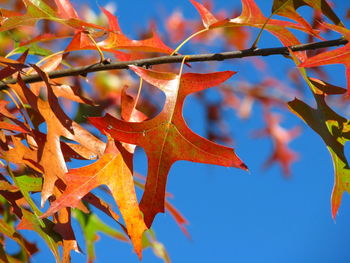 Low angle view of maple leaves against sky