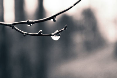 Close-up of water drops on twig