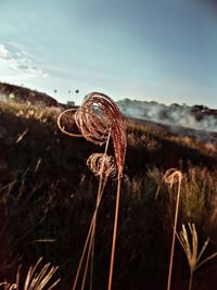 Close-up of snake on grass against sky