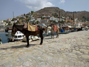 Traditional donkeys near the port of hydra greek island