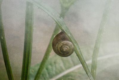 Close-up of snail on plant