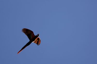 Low angle view of bird flying against clear blue sky