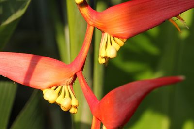 Close-up of orange day lily blooming outdoors