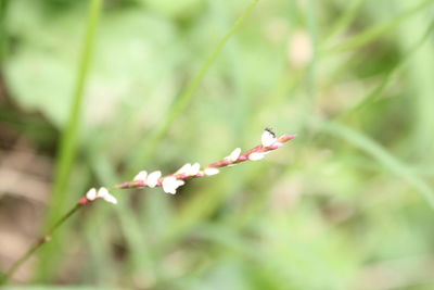 Close-up of red flowering plant against blurred background