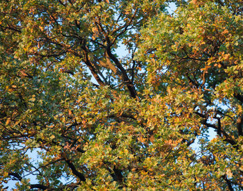 Low angle view of trees during autumn