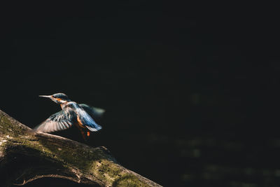 Low angle view of bird perching on rock