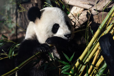 Adult panda eats bamboo