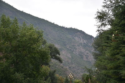 Low angle view of trees on mountain against sky