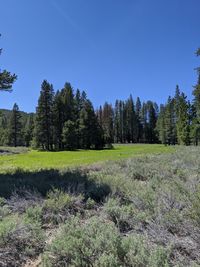 Scenic view of trees on field against clear sky