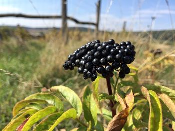 Close-up of pine cone
