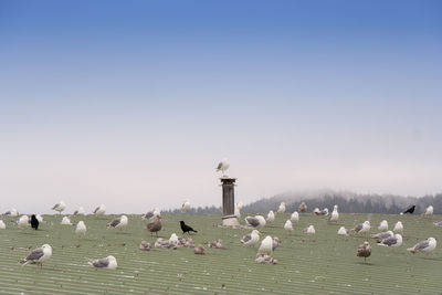 Seagulls on roof against clear sky