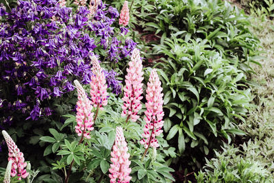 Close-up of purple flowering plants in garden