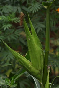 Close-up of fresh green plant in field