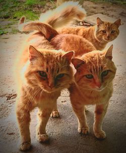 Portrait of ginger cat