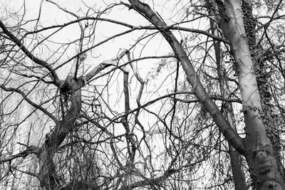 Low angle view of bare trees against sky