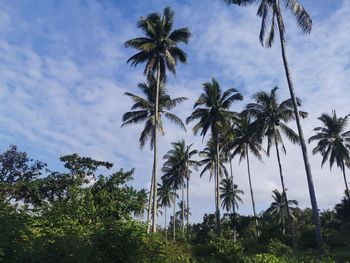 Low angle view of coconut palm trees against sky