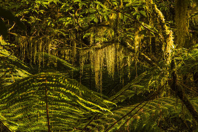 Sun shining through trees in forest