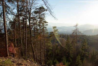 Scenic view of forest against sky