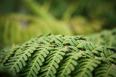 Close up of leaves