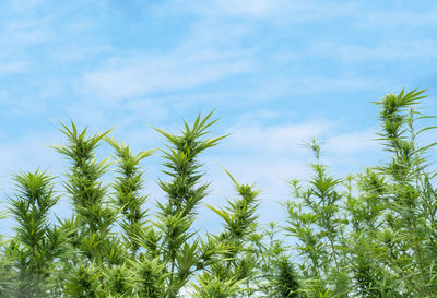 Low angle view of trees against sky