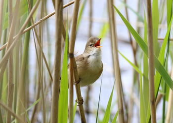 Bird perching on a plant