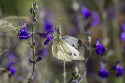 Close-up of butterfly on purple flowering plant
