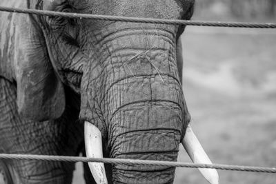 Close-up of elephant in zoo