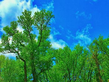 Low angle view of tree against blue sky