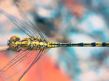 Close-up of dragonfly on metal