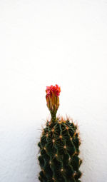 Close-up of red cactus flower pot